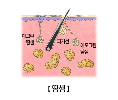 땀샘