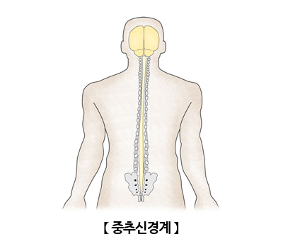 충추신경계