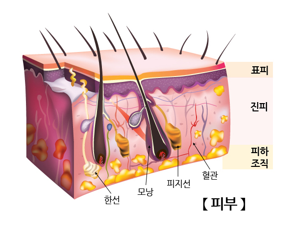 피부