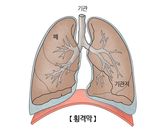 횡격막