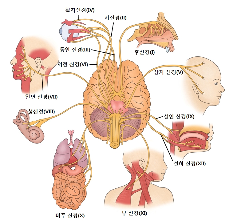 뇌신경