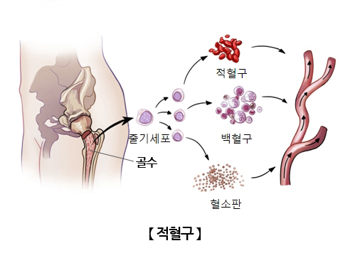 적혈구