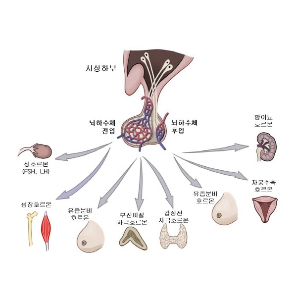 성장 호르몬