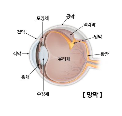 망막