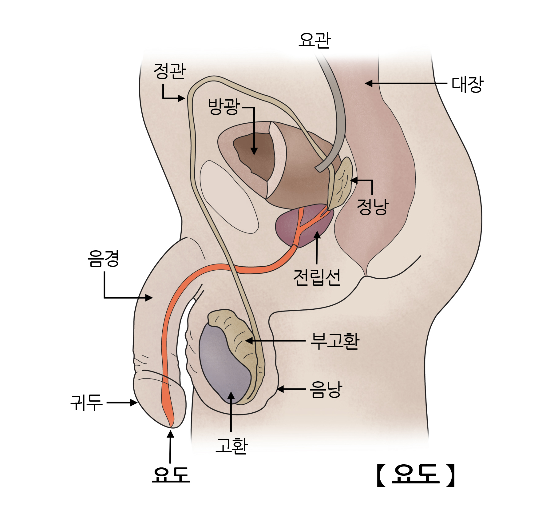 요도