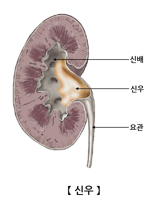 신우