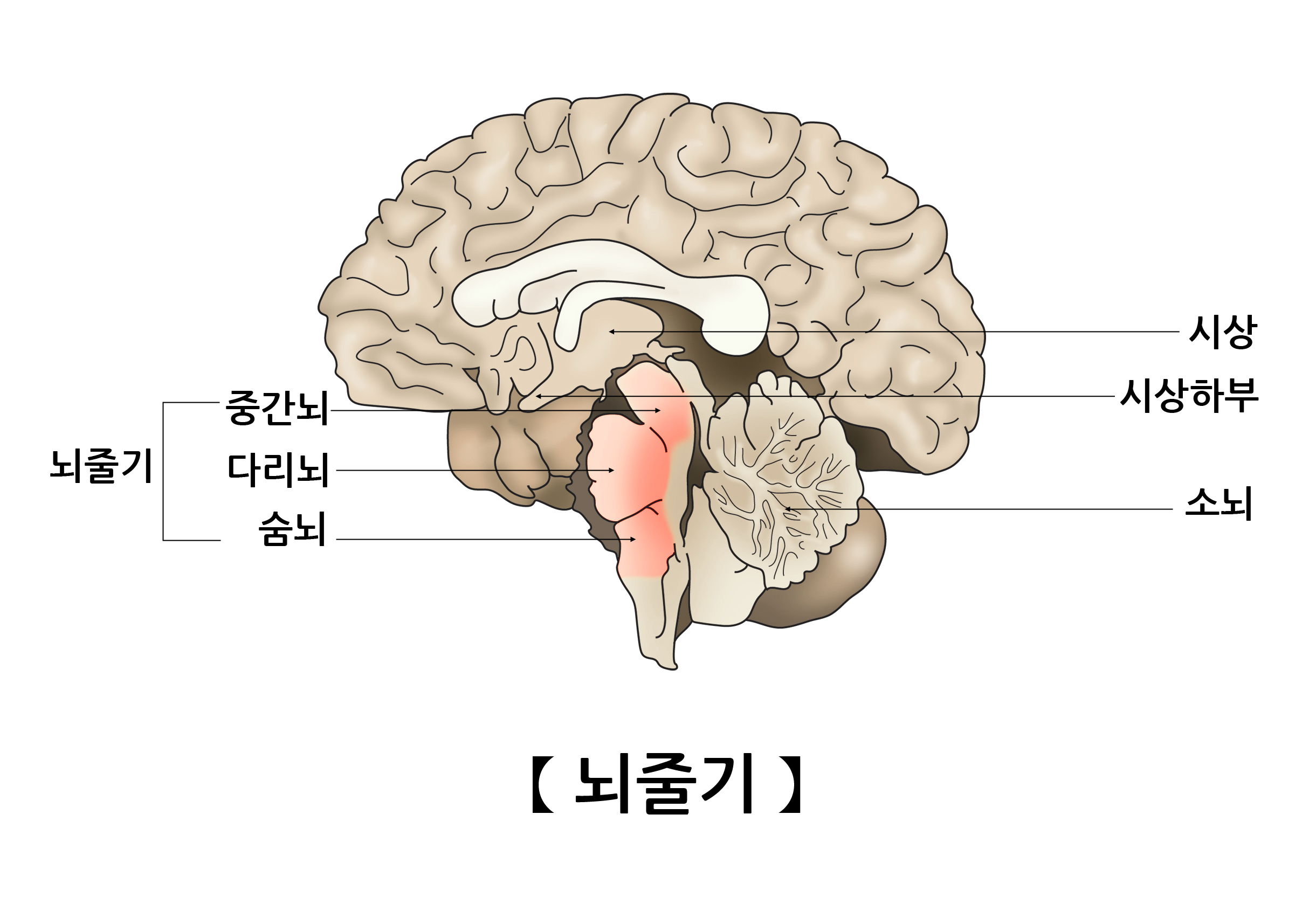 뇌줄기