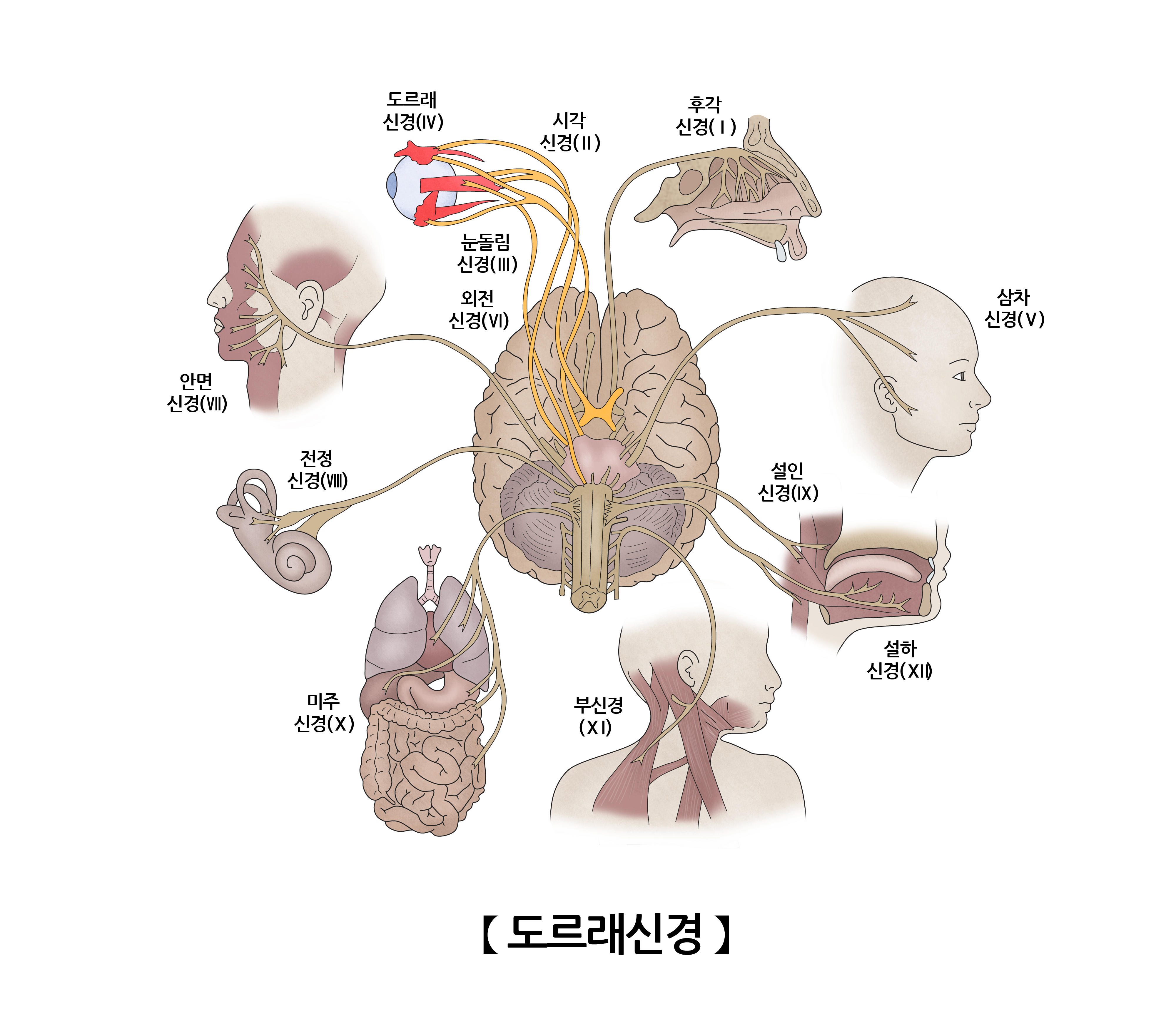 도르래신경