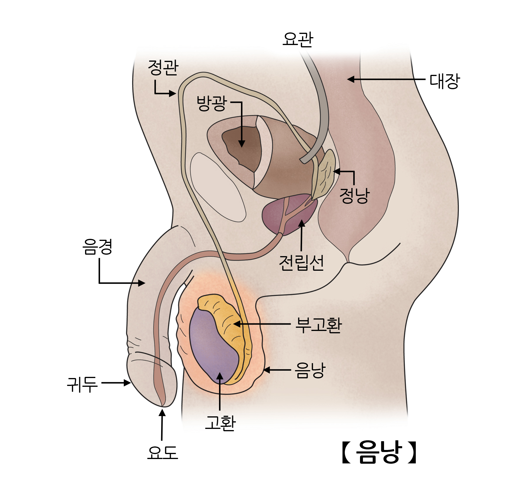 음낭