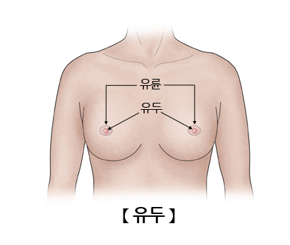 유두