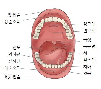 목젖